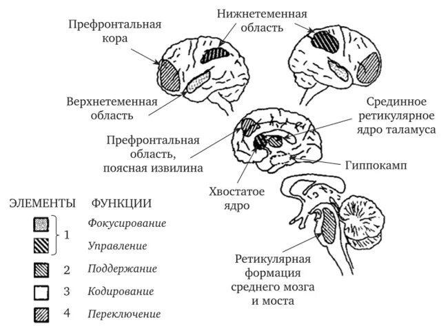 Центры внимания положение. Внимание структуры мозга. мозговые структуры внимания. структуры мозга отвечающие за внимание. структуры мозга и роль в процессах внимания.