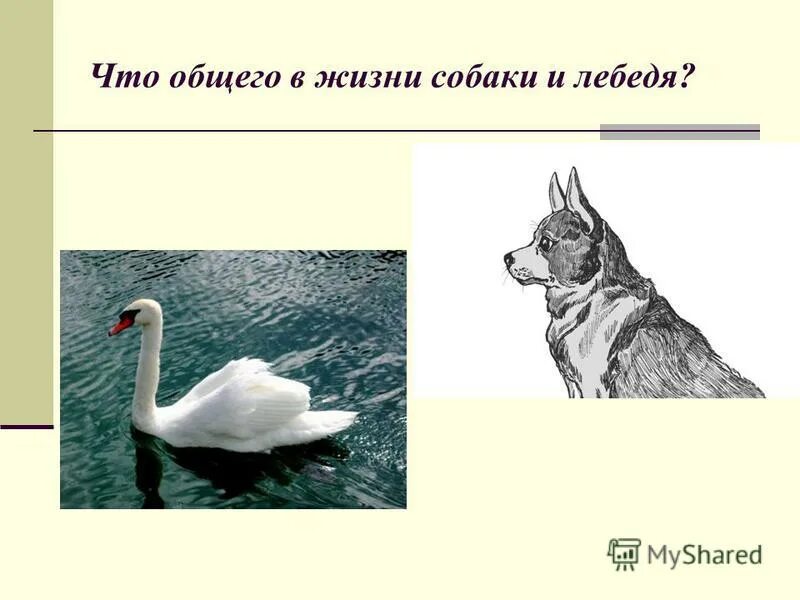 Приемыш мамин сибиряк отзыв 4 класс. Мамин-Сибиряк приёмыш кластер лебедь. Что общего в жизни собаки и лебедя. Презентация приемыш. Синквейн приемыш лебедь.