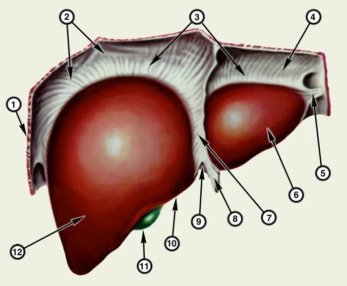 Диафрагмальная поверхность печени анатомия. Строение печени вид спереди. Печень анатомия Сапин. Печень вид спереди анатомия. Печень анатомические образования