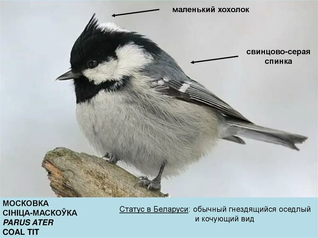 Водоплавающие перелетные птицы. Птицы нашего края. Московка с хохолком. Птицы беларуси презентация. Птицы беларуси презентация.