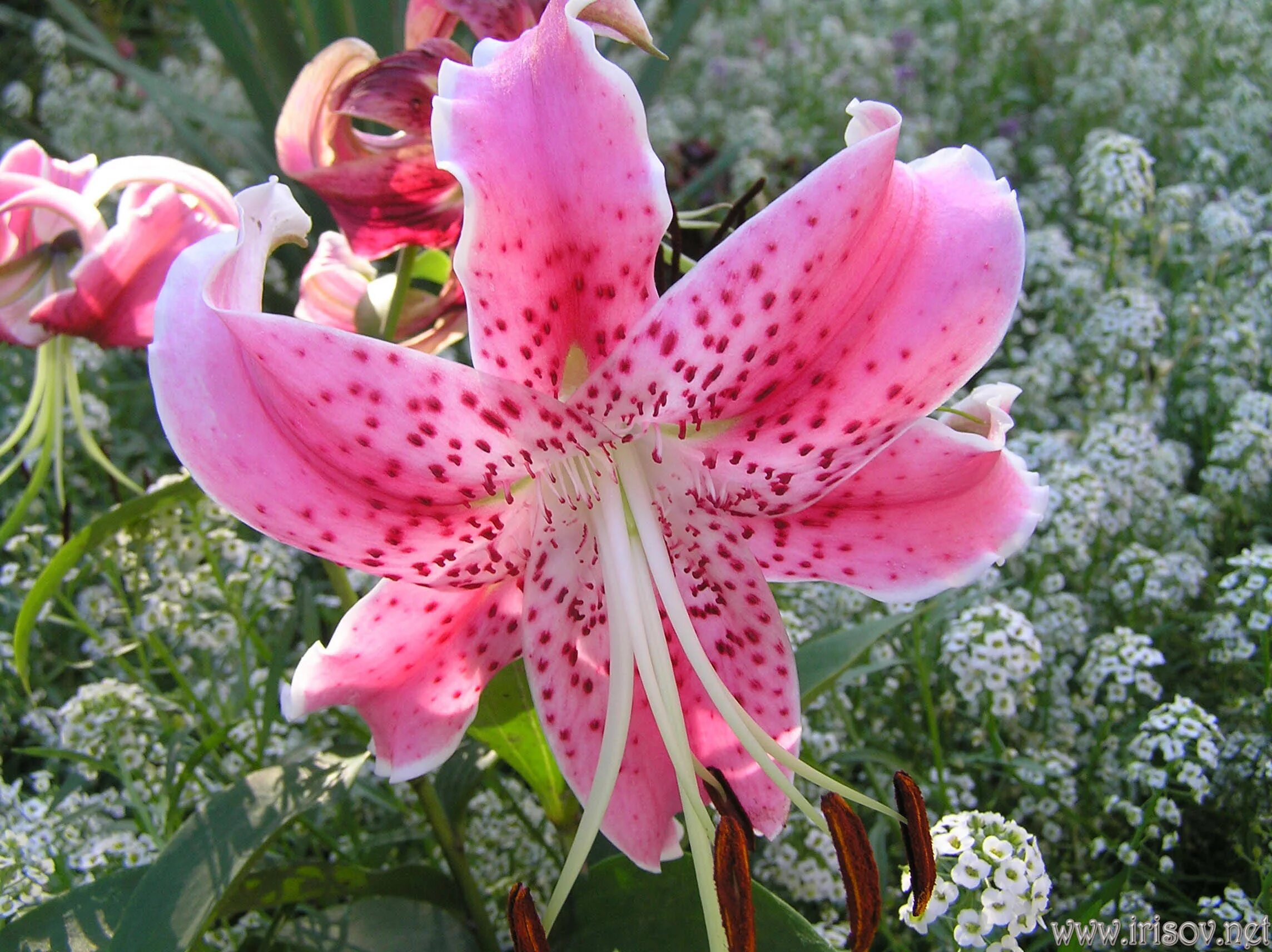 Лилия прекрасная рубрум. Лилия speciosum rubrum. Лилия Специозум рубрум. Видовая Лилия speciosum rubrum. Лилия видовая прекрасная рубрум.