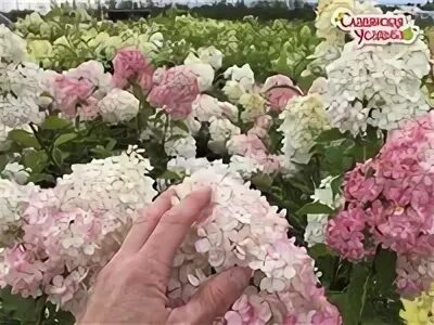 Прайс лист питомника славянская усадьба. Прайс лист питомника славянская усадьба