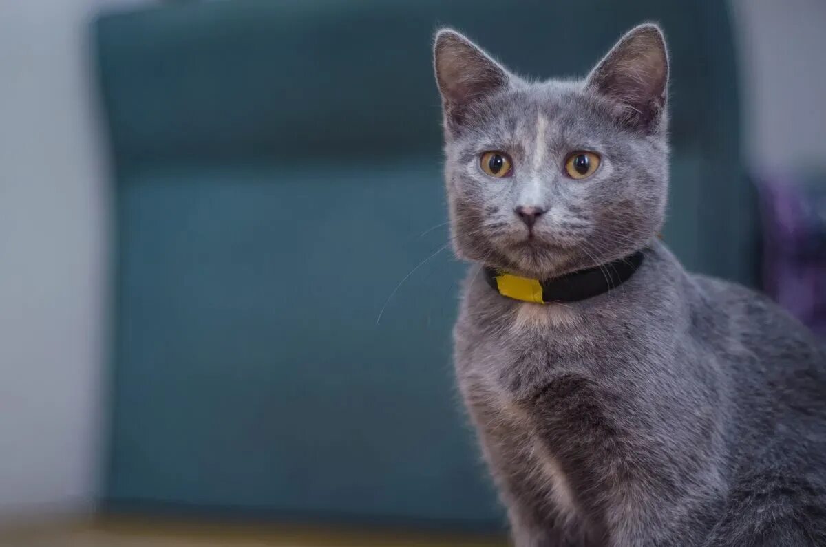 Почему котенок трясется