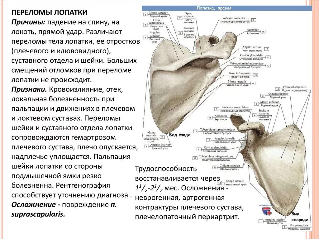 Лопатка человека анатомия