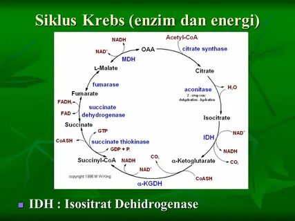Krebs