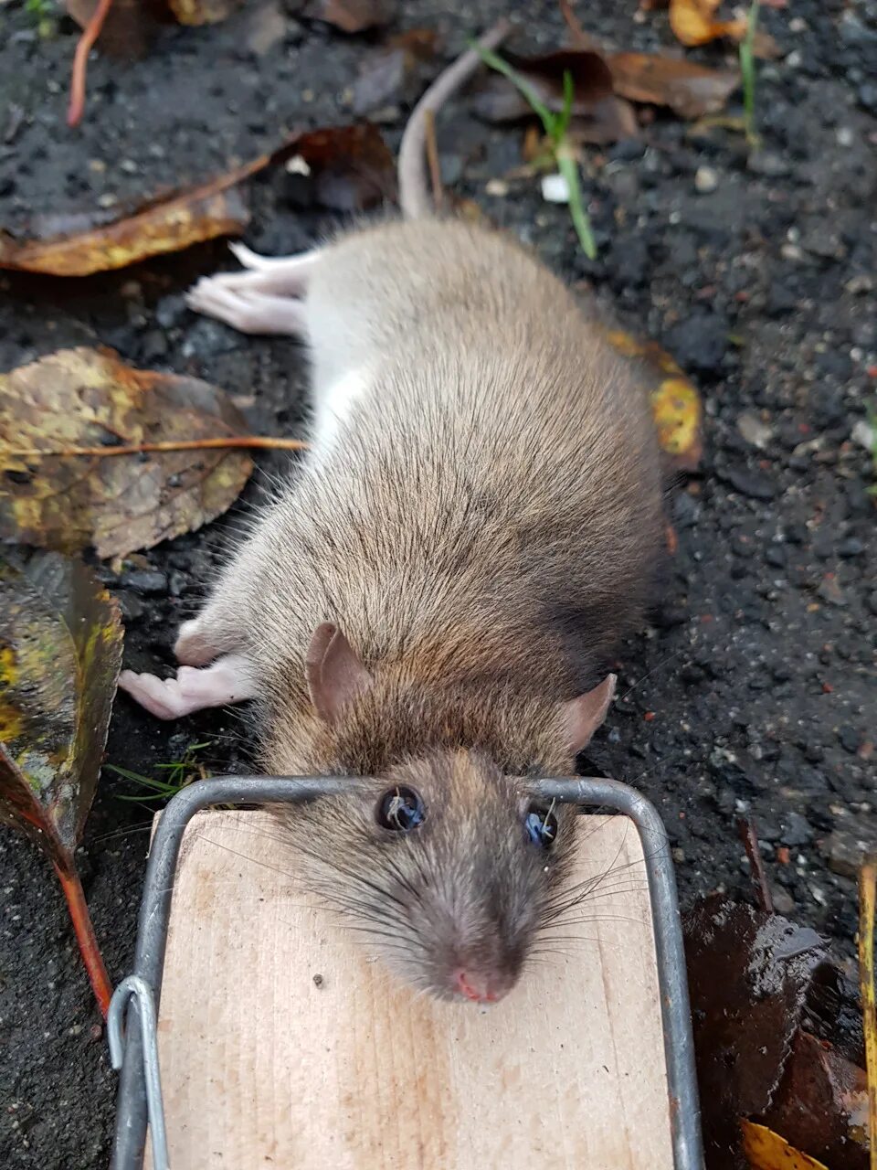 Советский плакат болтун находка для шпиона. Мэр чхве болтун. Плакат болтун находка. Серая крыса пасюк крупная. Болтун находка для шпиона мем.