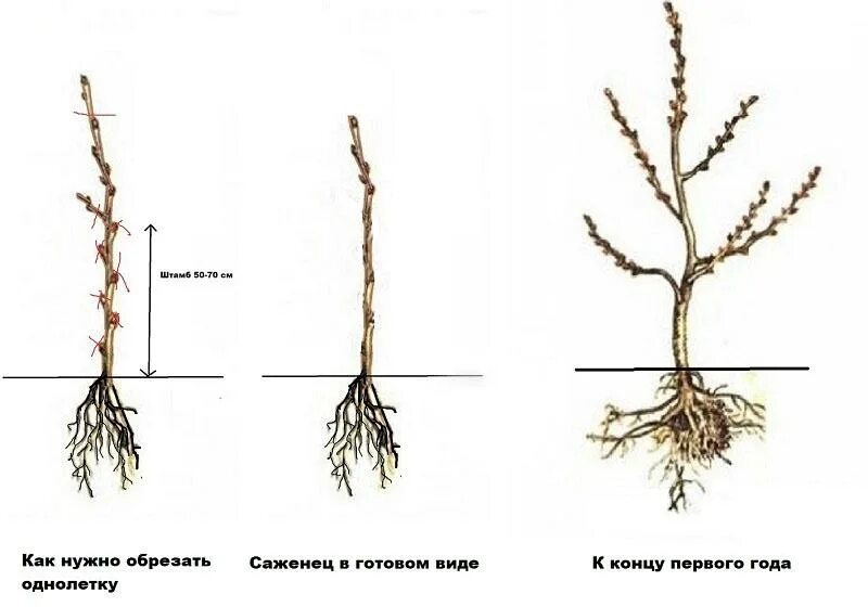 Обрезать однолетний саженец яблони. Обрезать саженец яблони. Саженцы яблони однолетки. Формировка саженца груши.