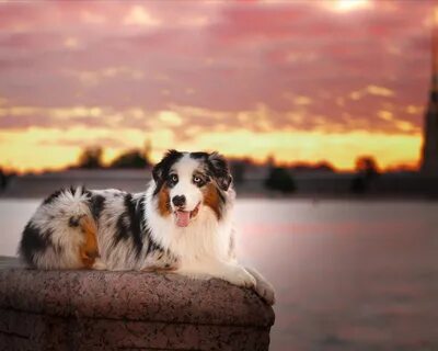 Dog peter