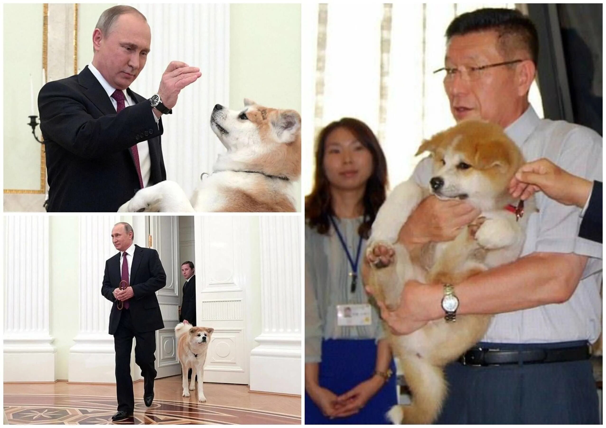 Какого щенка подарили