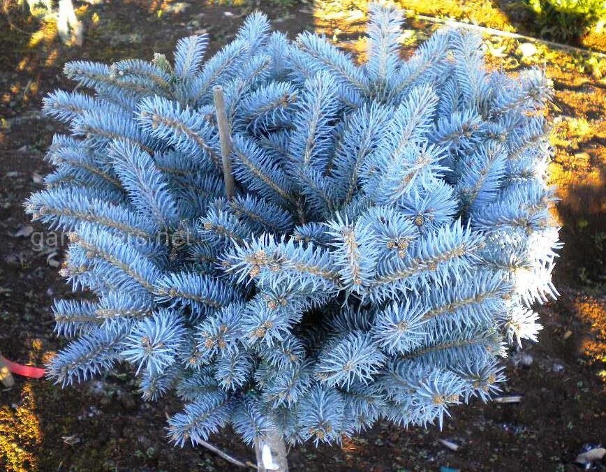 Голубые хвойные. Глаука Глобоза. Ель колючая Глобоза. Ель glauca globosa. Ель голубая glauca globosa.