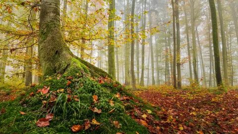 Осень в лесу 8 класс