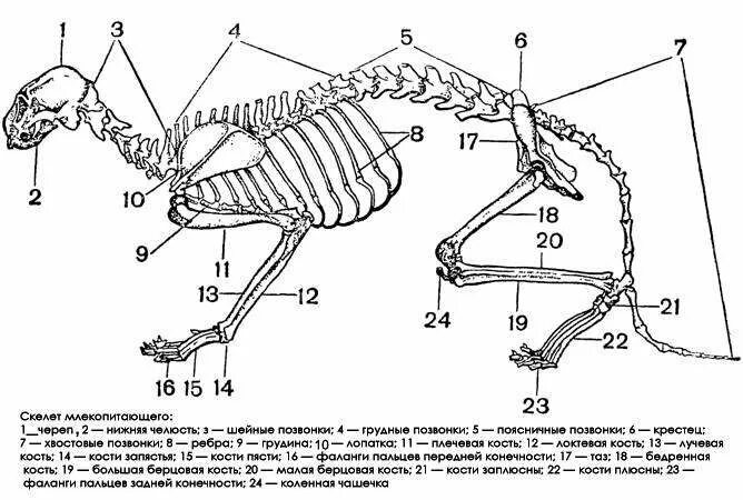 Скелет млекопитающего 7 класс биология. Скелет млекопитающих 7 класс. Скелет млекопитающих схема биология 7 класс. Характерное строение скелета млекопитающих.