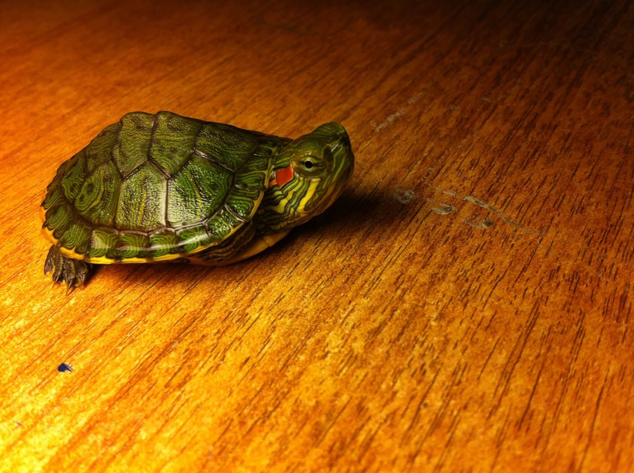 Можно черепахам яблоки. Новорожденная красноухая черепаха. Новорожденная черепашка красноухая. Новорожденные Черепашки красноухие. Черепашка красноухая маленькая.