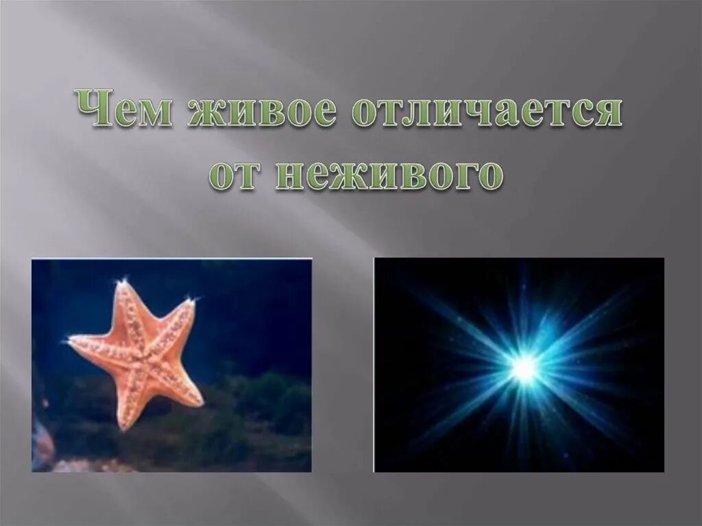 Как отличить живую. Отличие живого от неживого. Чем живое отличается от неживого. Морская звезда Живая или неживая. Отличие живого от неживого 5 класс.