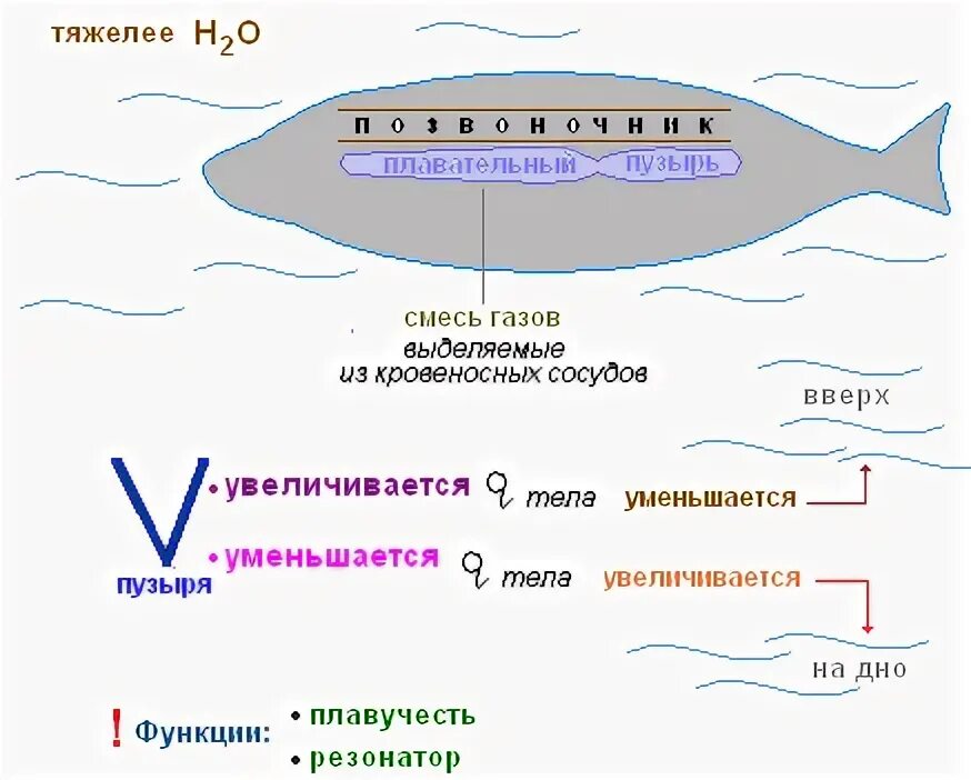 Какую функцию выполняет пузырь. Принцип работы плавательного пузыря у рыб. функции плавательеого пузврч. плавательный пузырь выполняет функции гидростатические. гидростатическая функция плавательного пузыря у рыб.