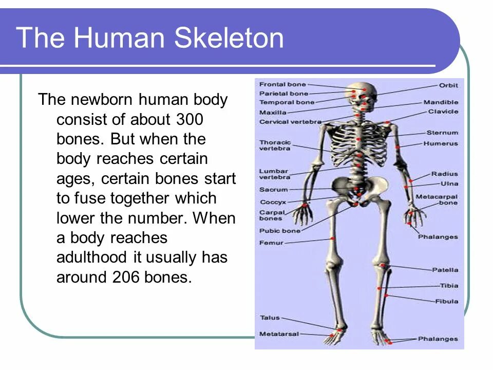 Bone meaning. Строение скелета на английском. Кости скелета на английском языке. Скелет с подписями на английском. Скелет человека анатомия на английском.