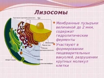 Ферменты содержатся в лизосоме