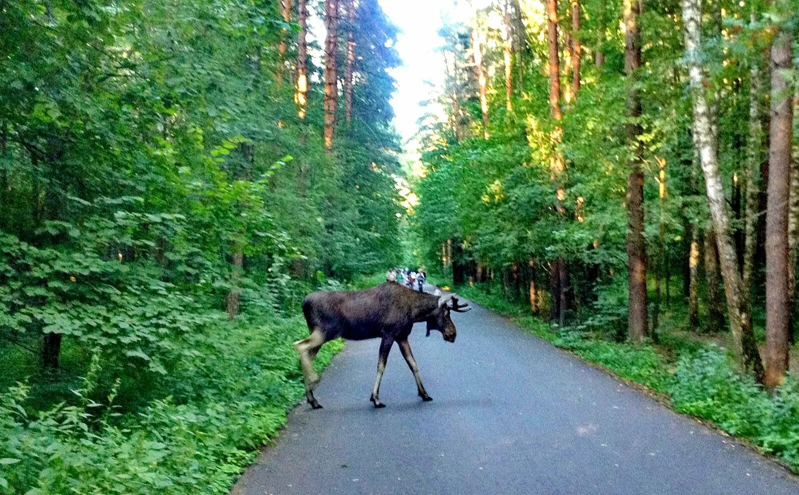 Как добраться лося