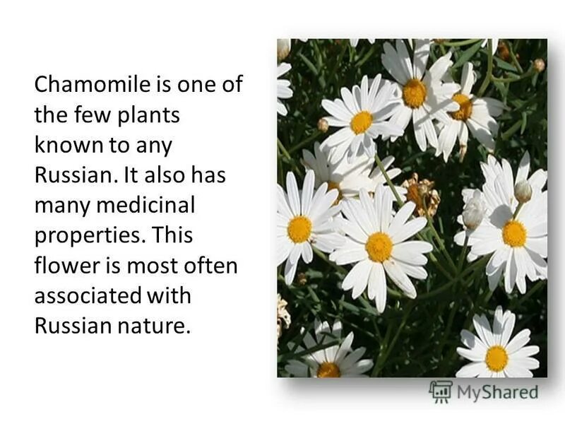 Knows that plants. National Flower of Russia. What Plant is the symbol of Russia. Plants are National symbols. What is the Floral symbol of Russia.