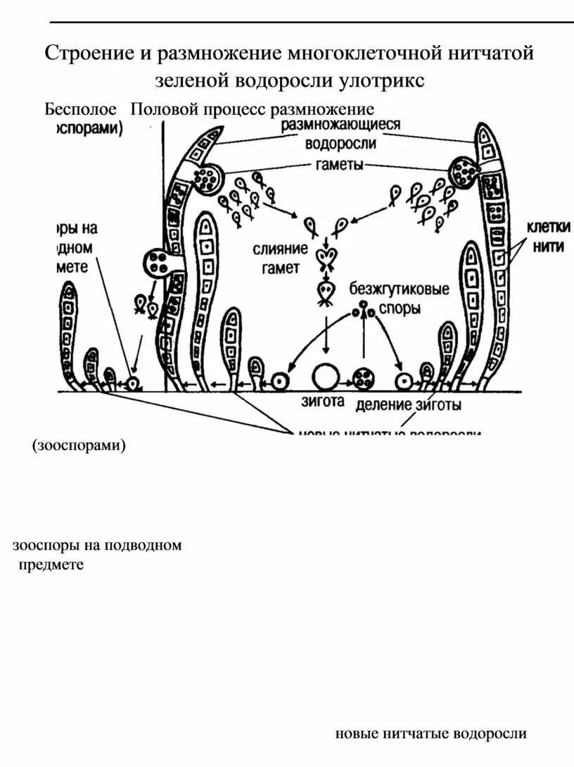 Жизненный цикл водоросли улотрикса схема. Улотрикс жизненный цикл. Жизненный цикл зеленых водорослей улотрикс. Жизненный цикл нитчатой водоросли улотрикс.
