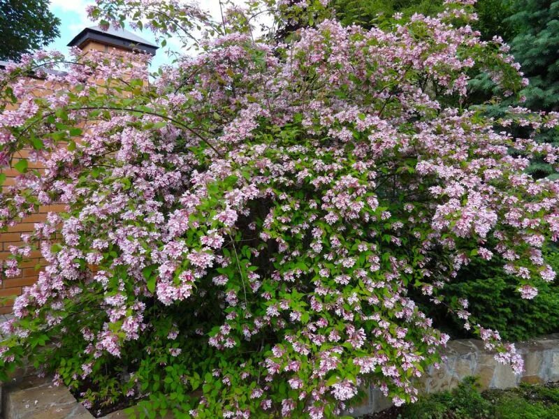 Kolkwitzia amabilis - Wikipedia