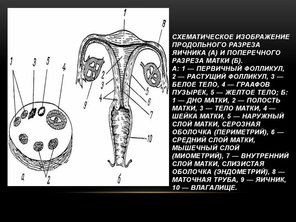 Внутренние органы матки. Внутренние органы матки