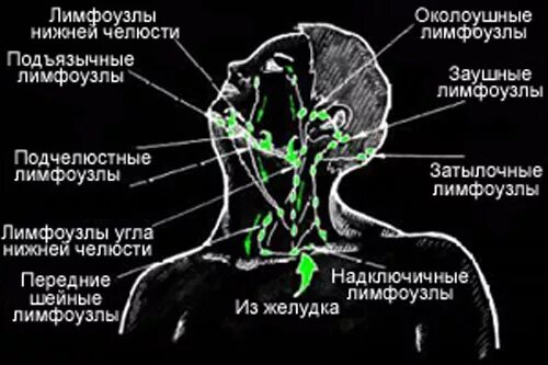 Лимфатические узлы подчелюстные размеры
