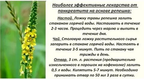 Трава репешок применение отзывы