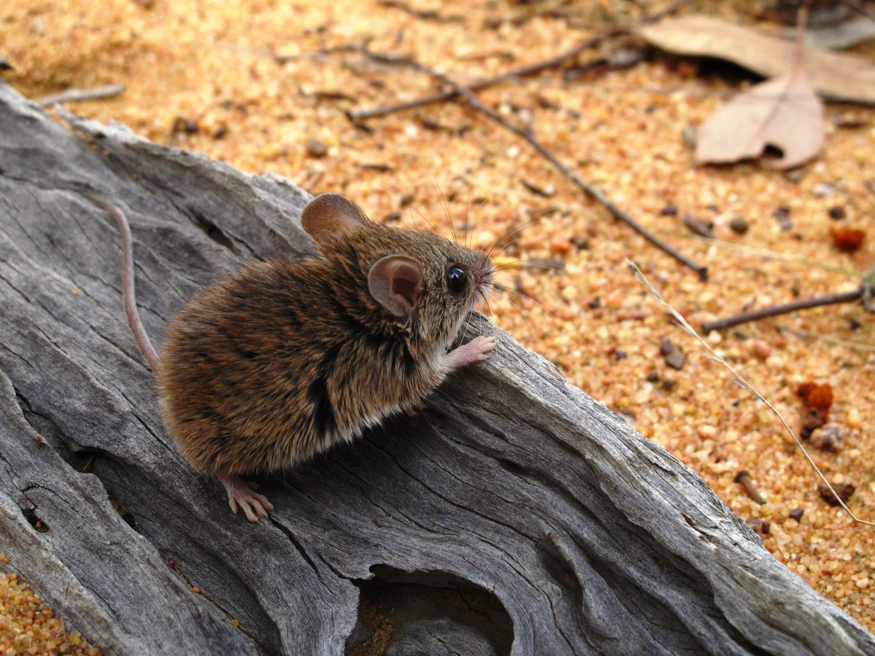 Pseudomys novaehollandiae. Pseudomys delicatulus. Грызуны Австралии. Коричневая мышь.