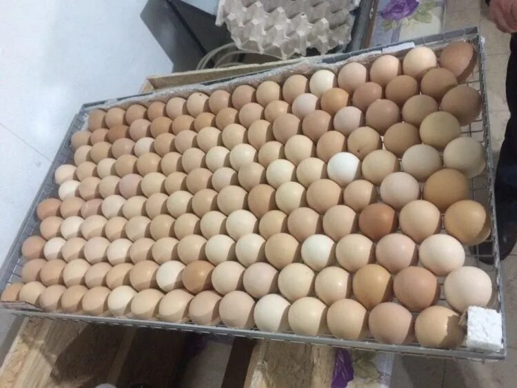 Инкубационное яйцо Росс 308. Чирок инкубационное яйцо. Грейд мейкер инкубационное яйцо. Инкубатор фермерский 2022. Купить инкубационное яйцо в орле