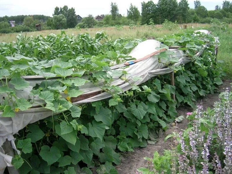 Огурцы в открытом грунте. Подвязка огурцов. Огурцы подвязка в открытом грунте. Грядки с огурцами в открытом грунте. Посадка огурцов видео