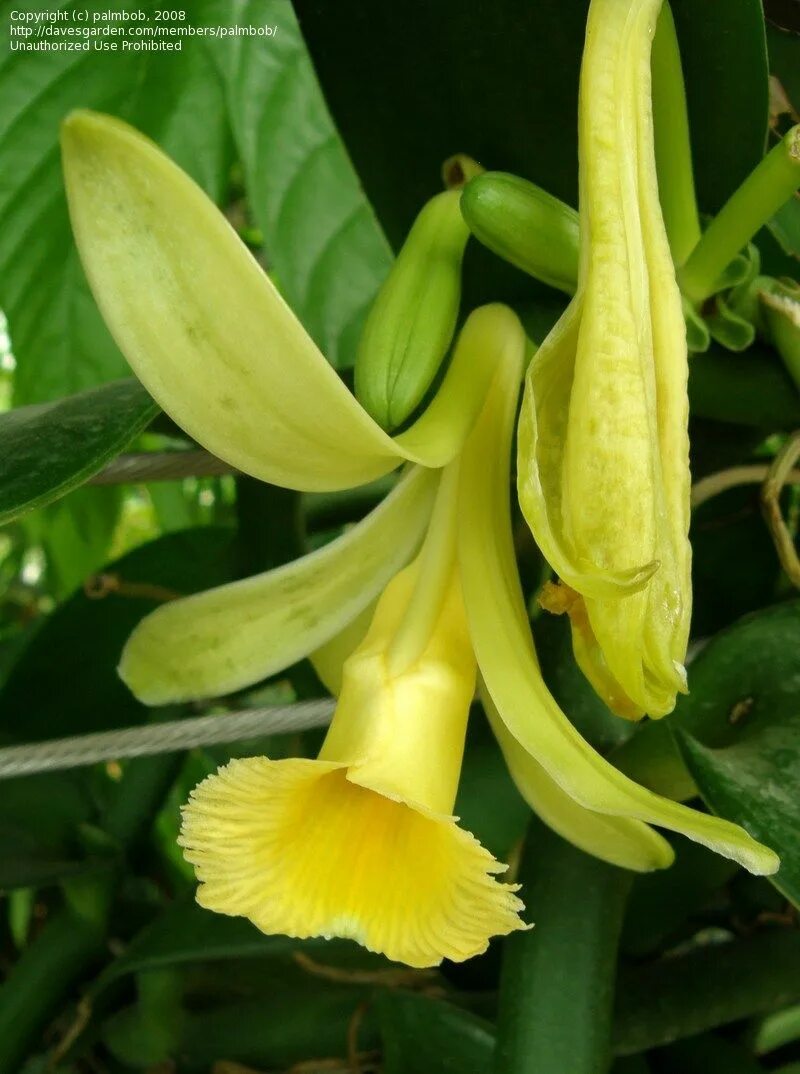 Vanilla pompona. Ванилла пампона растение. Ваниль как выглядит растение. Vanilla pompona subsp. Grandiflora.