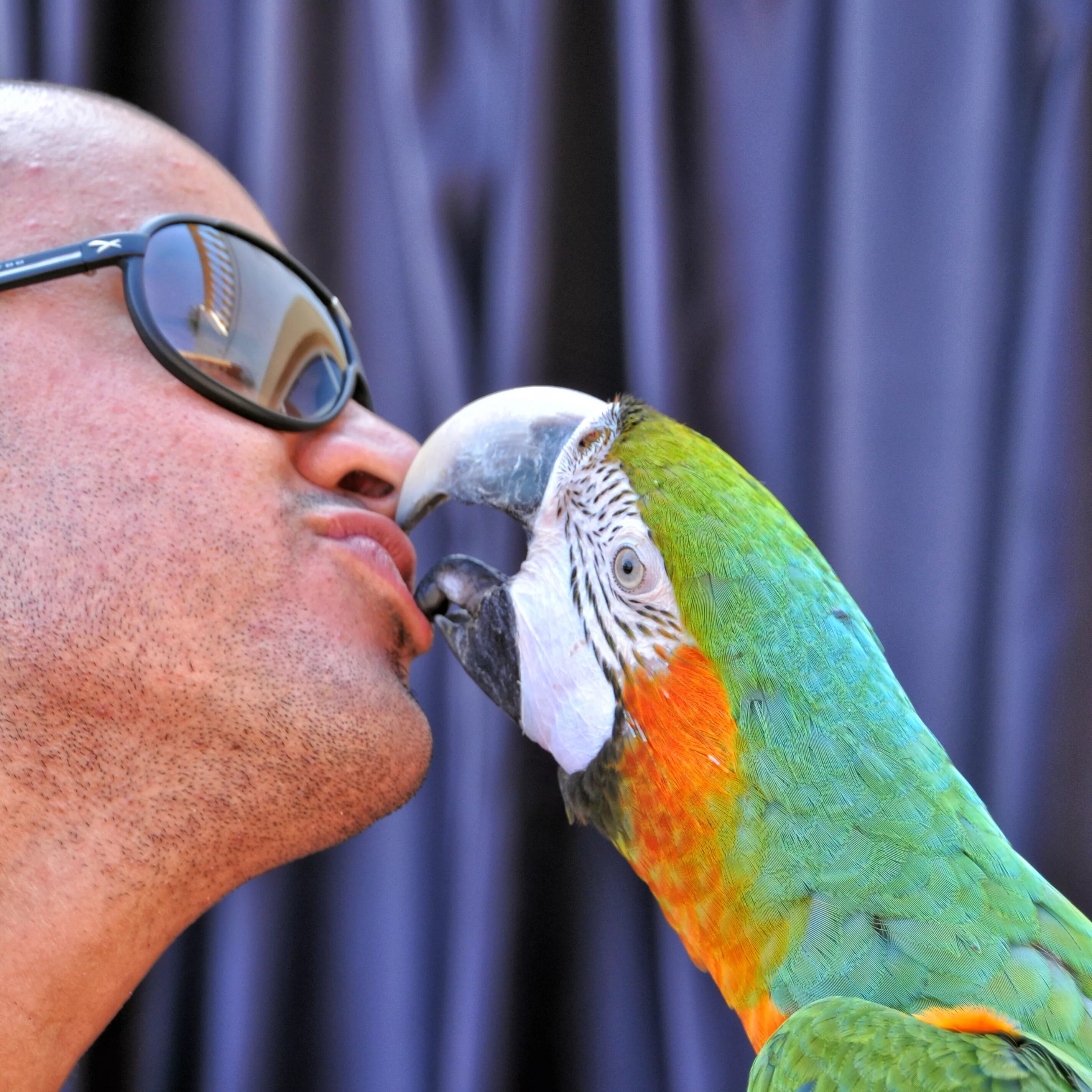 I ve parrot. Попугаи. Поцелуй попугаев. Поцелуй птиц. Человек с попугаем.