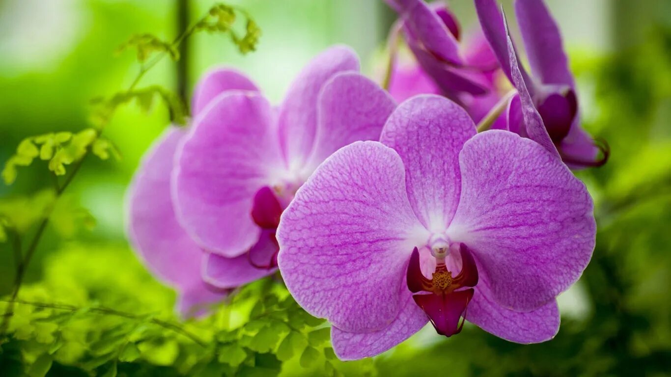Картинки на экран красивые большие. Орхидея гуллари. Сиреневая Орхидея. Орхидея Мальва. Орхидея лиловый цветок.
