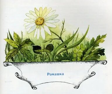 Сказка ромашка