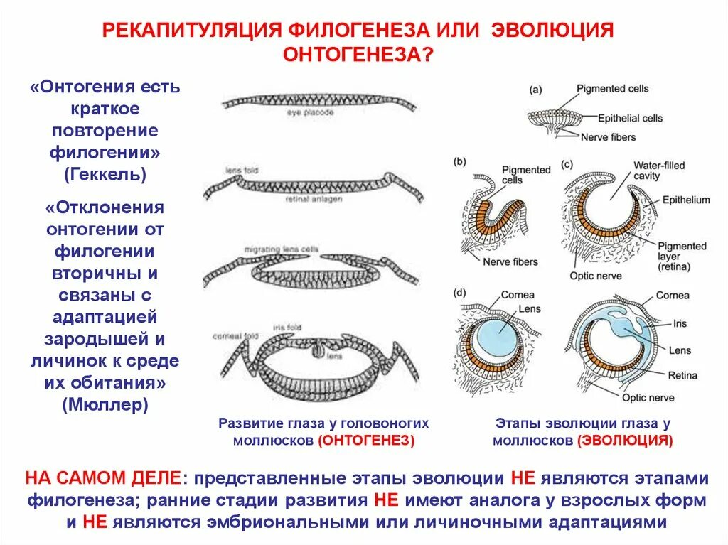 На каких стадиях развития онтогенеза и филогенеза. Онтогенез есть краткое повторение филогенеза теория. Рекапитуляция. Рекапитуляция примеры. Примеры рекапитуляции в онтогенезе человека.