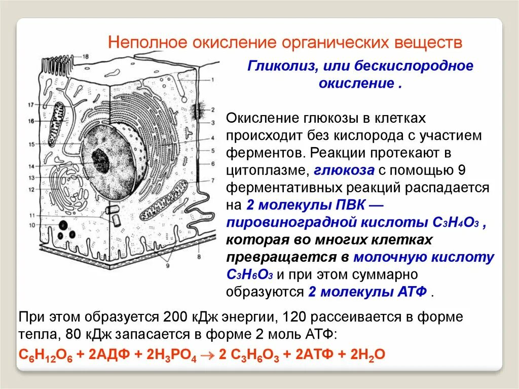 Окисление органических веществ происходит в. Этапы окисления органических веществ в клетках. Гликолиз окисление Глюкозы в клетках.