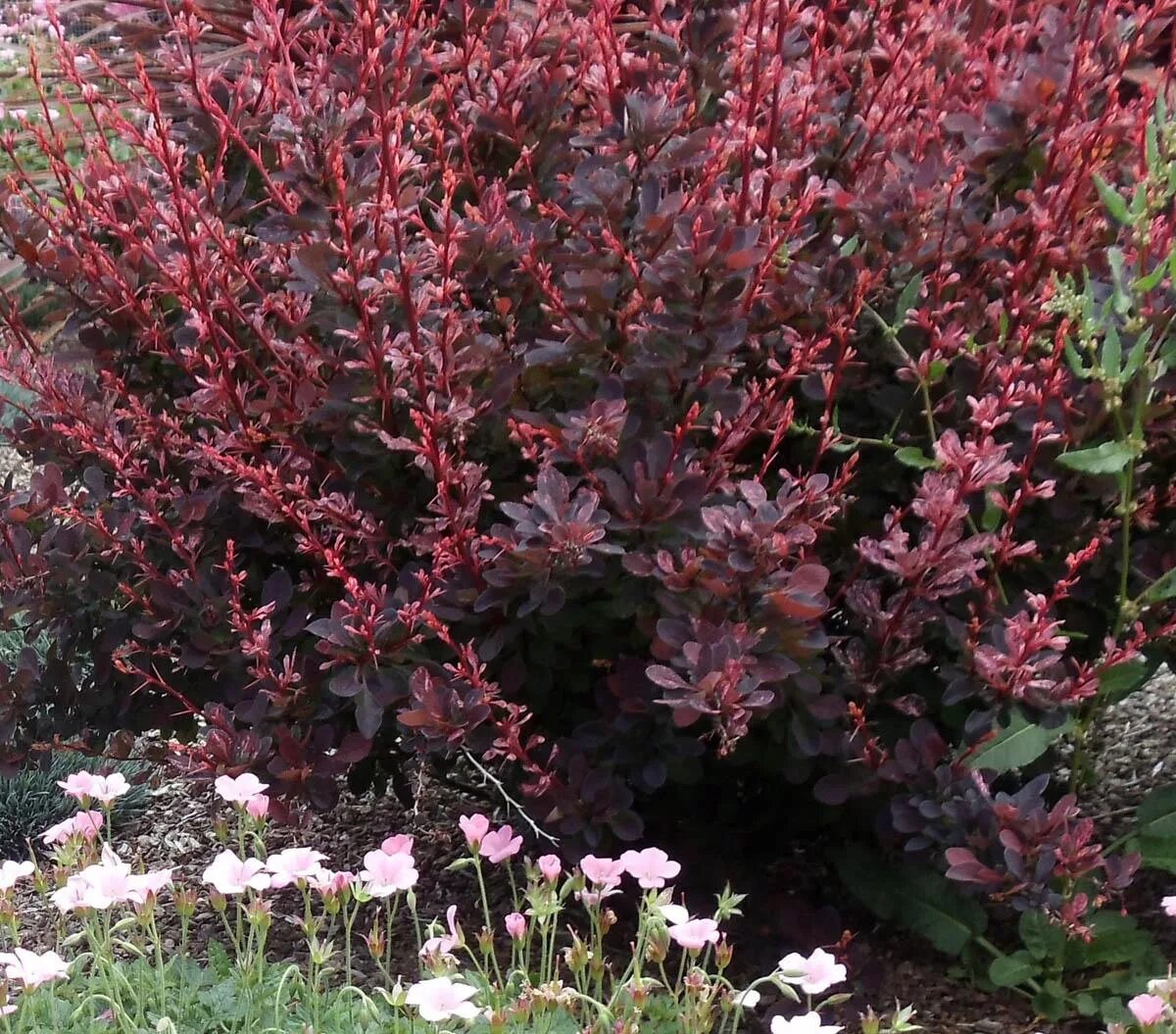Барбарис Тунберга "Арлекин" (Berberis thunbergii "Harlequin") - Питомник и Садов