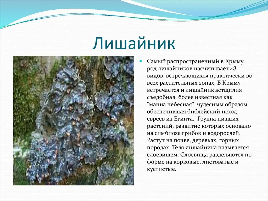 Сообщение о лишайнике. Лишайники крыма кладония. лишайники крыма презентация. самый распространенный вид лишайников. лишайники крыма сообщение.