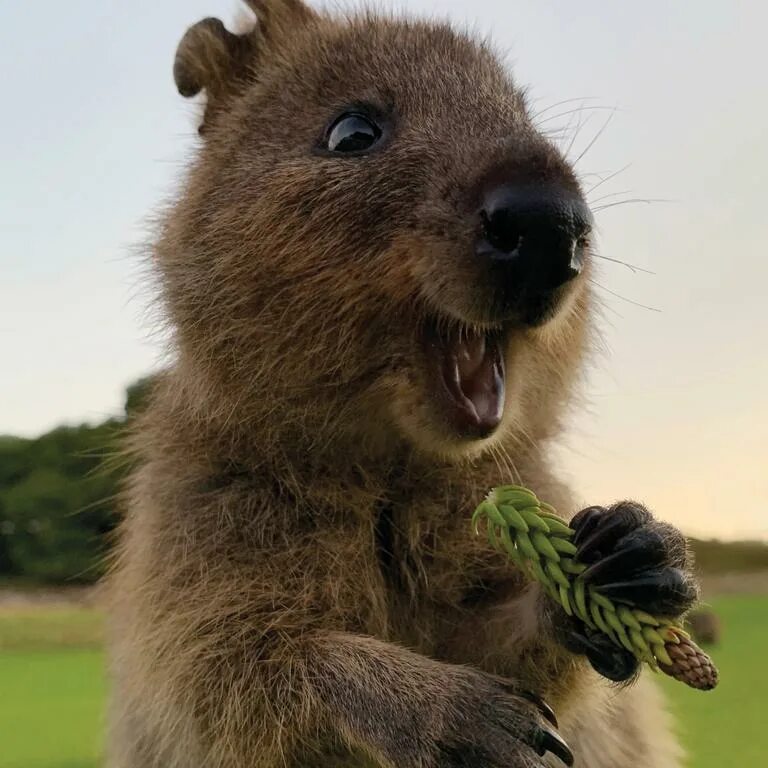 Pin by Christina Robinson on Adorable Happy animals, Animals, Quokka