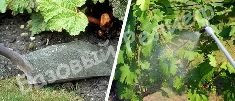 Виноград ранней весной