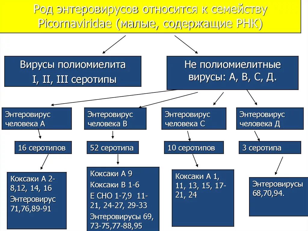 Вирус ковид отнесен к группе. К энтеровирусам относятся вирусы. Классификация энтеровирусов. Таксономия энтеровирусов. Энтеровирус классификация.