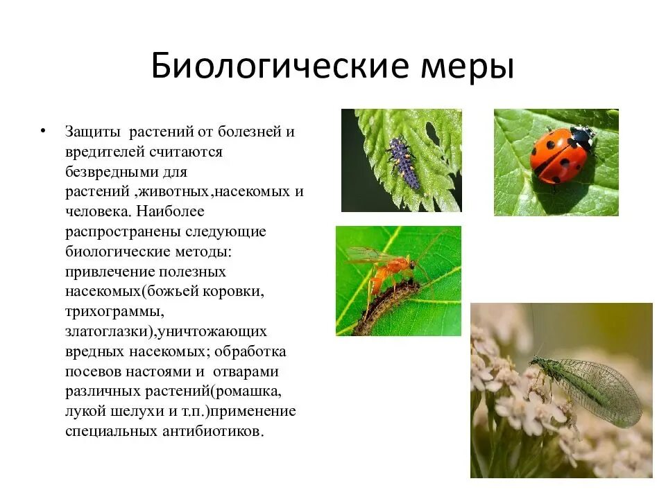 Какие насекомые используются в сельском хозяйстве