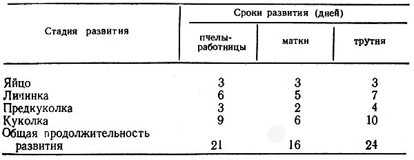 Стадия цикла развития пчелы. Таблица развития пчелы матки и трутня. Таблица развития пчелиного расплода. Цикл развития пчелиной матки схема.