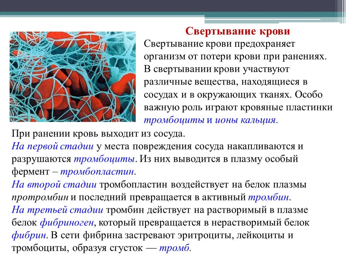 Почему при сдаче крови кровь свернулась. Компоненты свертывающей системы плазмы крови. Процесс свертываемости крови. Свертываемость крови как происходит. Как происходит процесс свертывания крови.