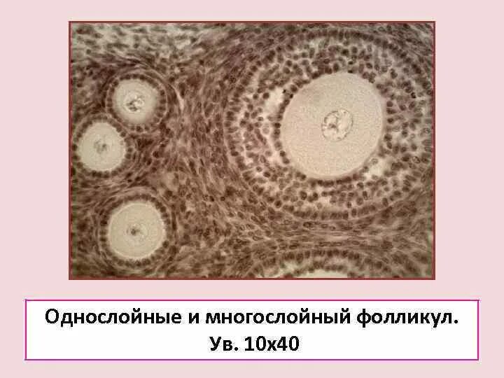 Оболочки яйцеклетки функции. Строение яйцеклетки. однослойный фолликул. яйцеклетка невооруженным глазом. яйцеклетка фото строение.