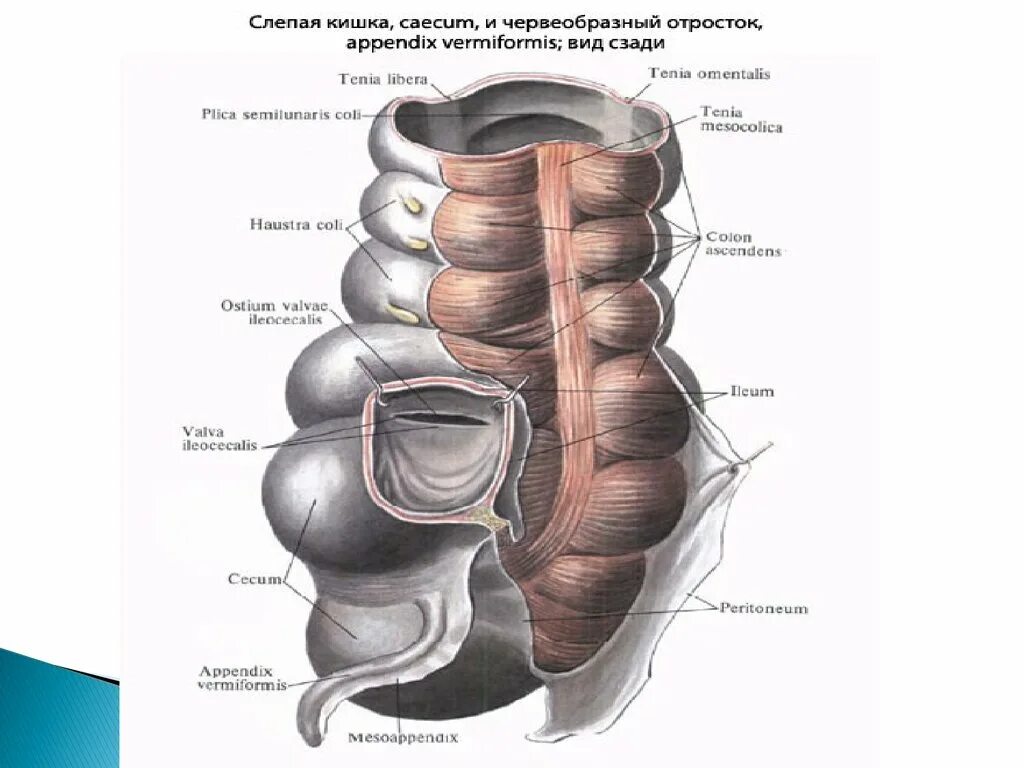 Слепая кишка рисунок. Слепая кишка и червеобразный отросток. Слепая кишка анатомия топография. Анатомия слепой кишки и червеобразного отростка.