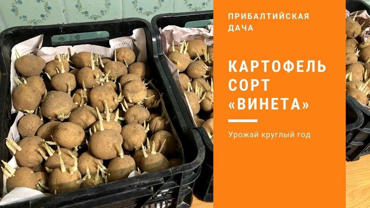 Картофель винета описание сорта фото. Семенной картофель винета. картошка сорт винета. сорт венета картофель характеристика. картофель венета урожайность.