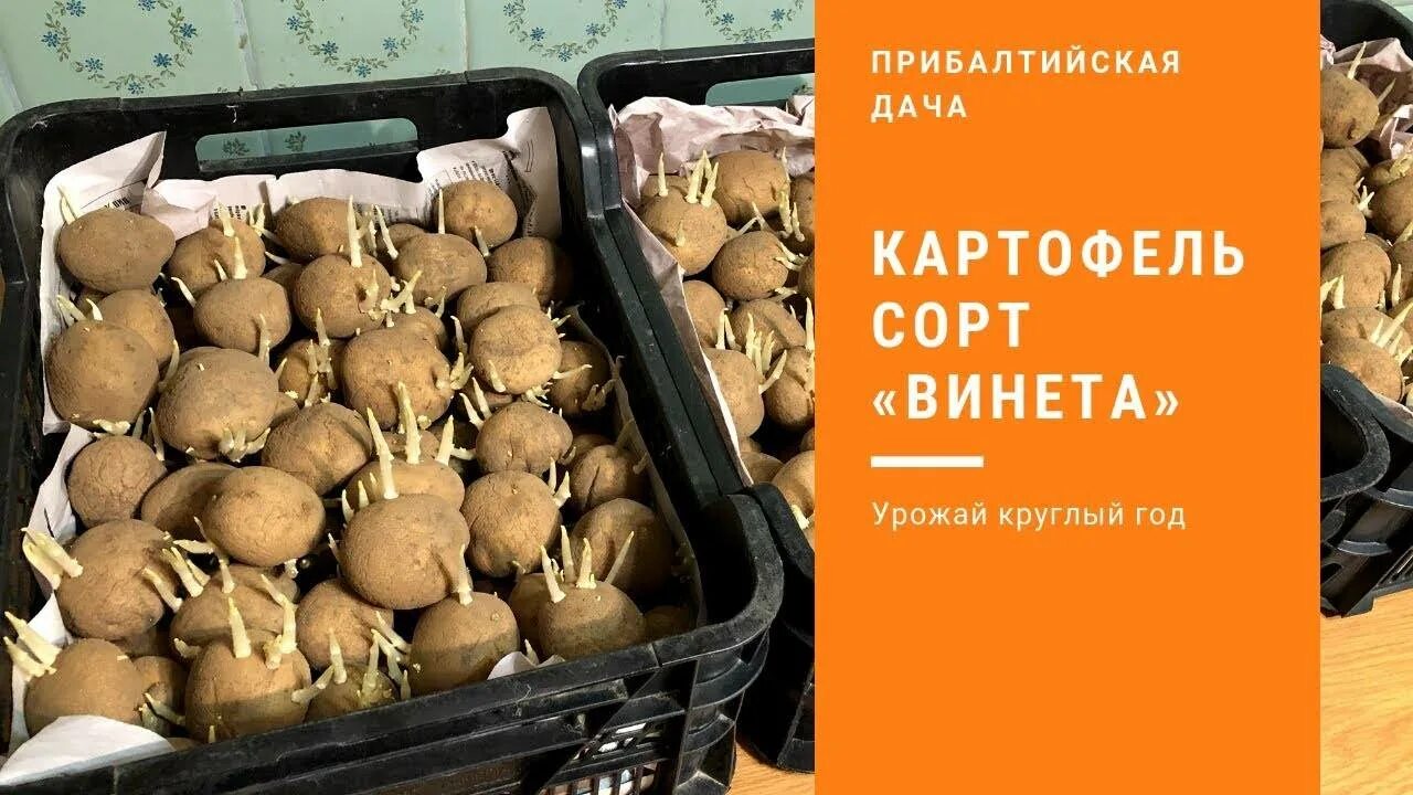 Венета картофель характеристика отзывы