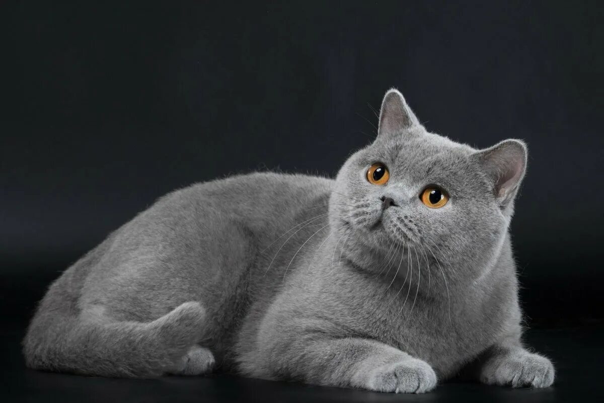 Британец фото описание. Британская короткошёрстная кошка. британская кошка короткошерстная серая. британская короткошёрстная кошка шартрез. картезианская кошка британец.